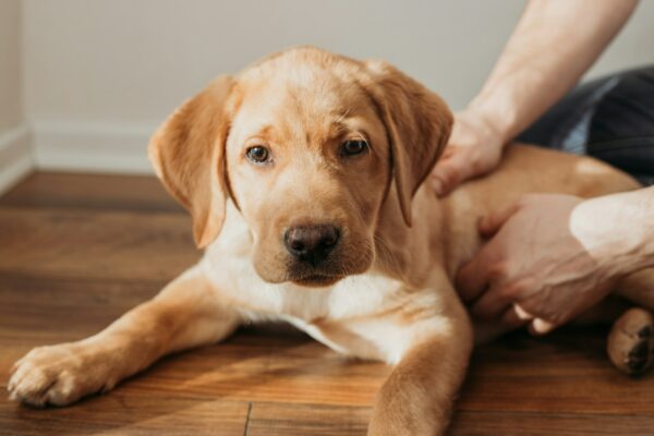 A beige labrador retriever puppy lies on the floor and is petted by its owner. Friendship of animals