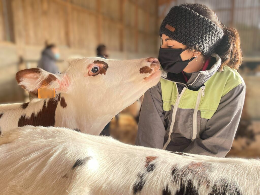 Ostéopathie Animale sur une Vache Normande (Bos Taurus)