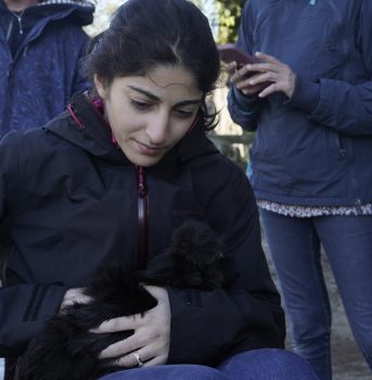 Ostéopathie Animale sur une Poule Soie (Gallus Gallus Domesticus)