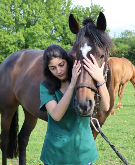 Ostéopathie cheval, poneys, âne, poulain