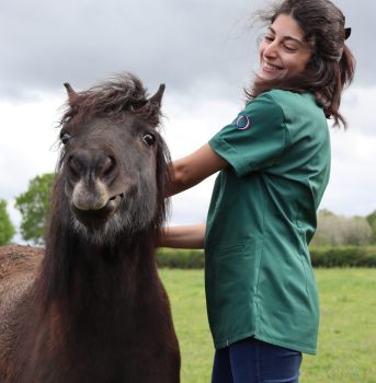 Ostéopathie équine sur un Shetland (Equus Caballus)