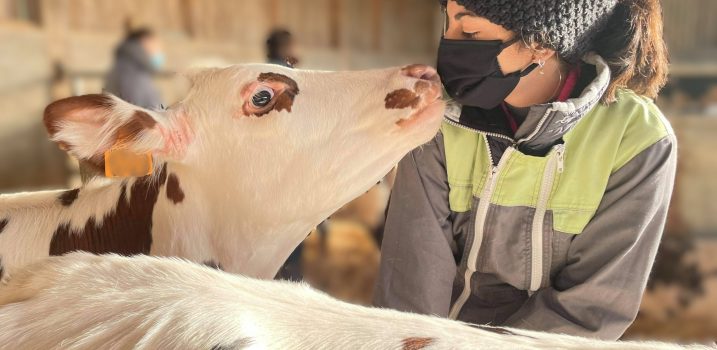 Ostéopathie Animale sur une Vache Normande (Bos Taurus)